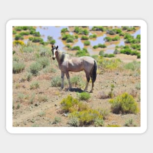 Wild horses, mustangs, Nevada, Standing Proud Sticker